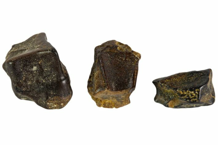 Hadrosaur Tooth Fragments - Montana #103718